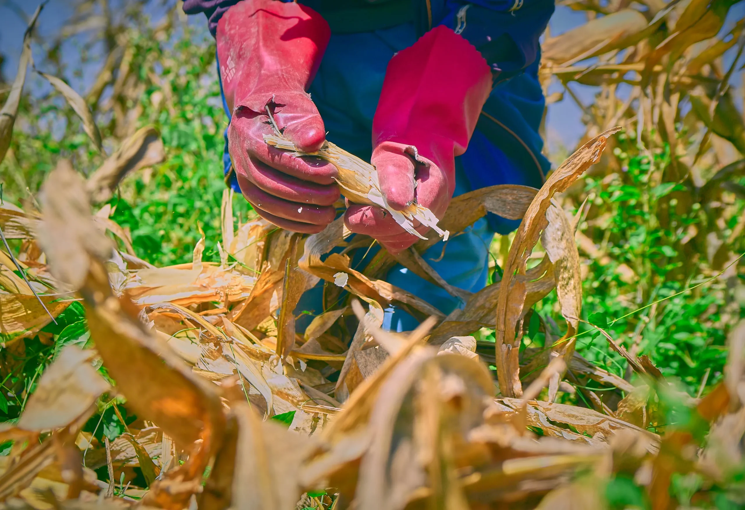 Heekmah Group team members during an agricultural field visit