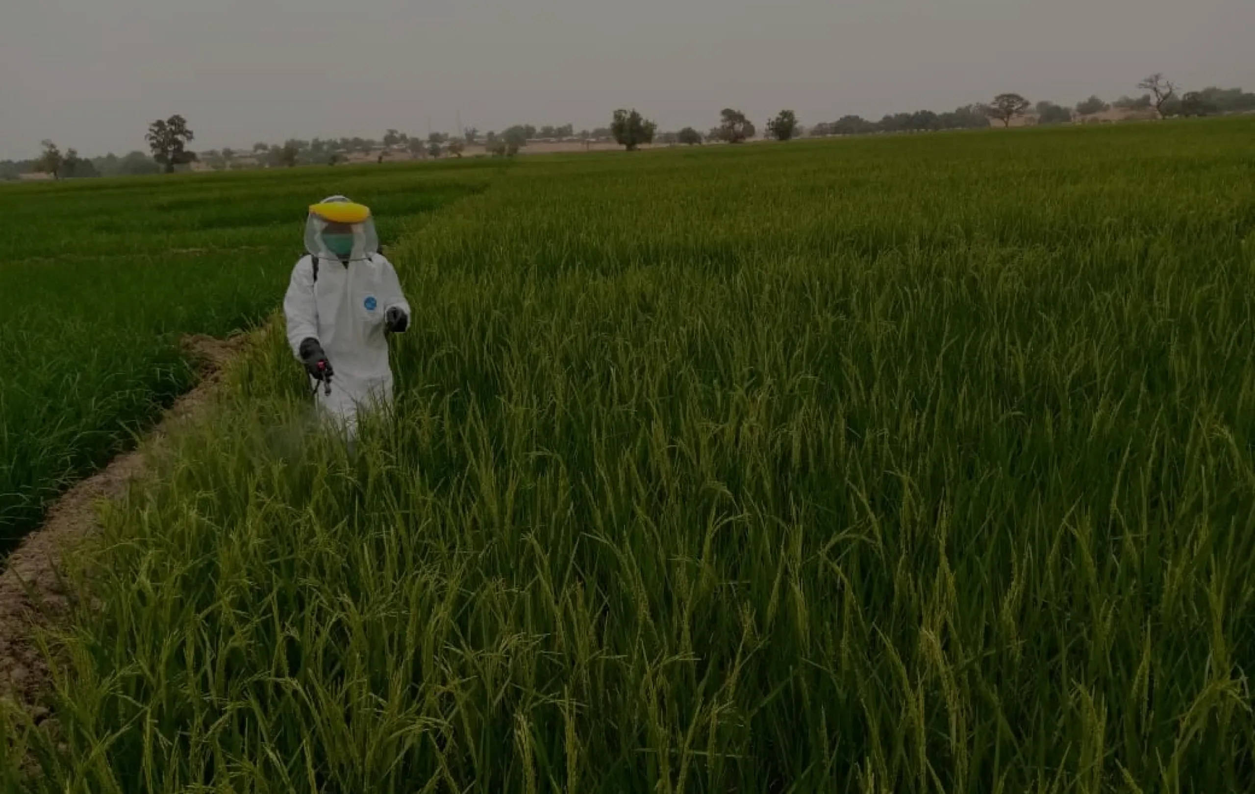 Agricultural inputs supplied by Heekmah Integral Services